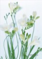 Weiße Blumen von Fotos Kunst Malerei
